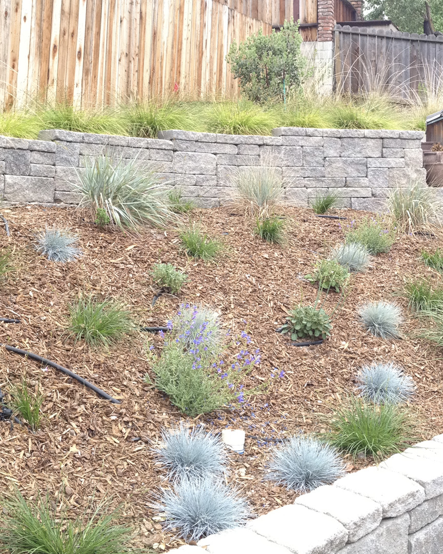 Water-wise garden composition placeholder