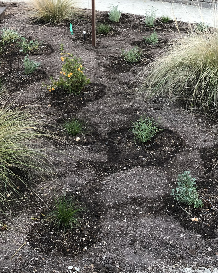 Specimen plants placeholder